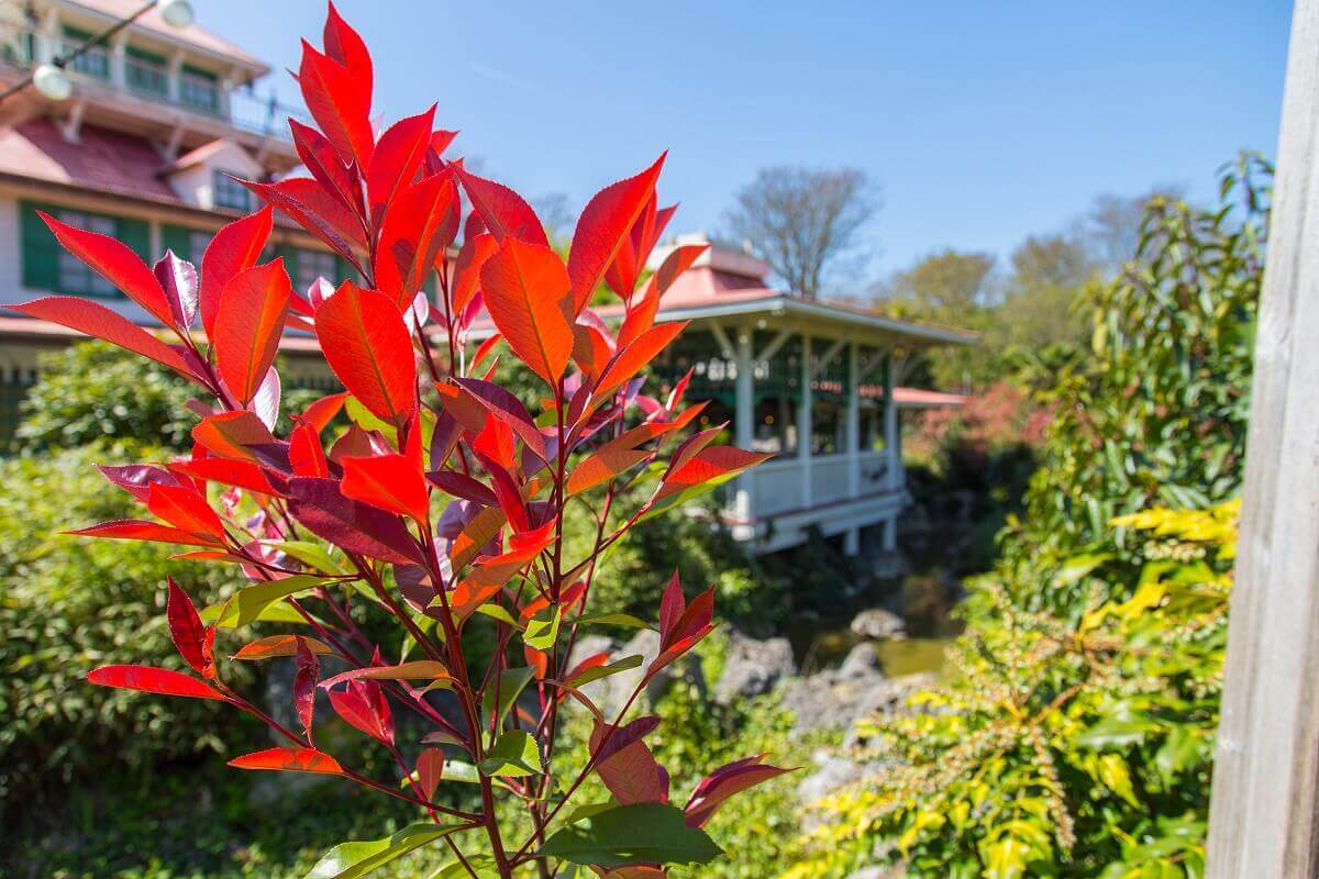 Side view of the restaurant Side view of parts of the restaurant past red plants