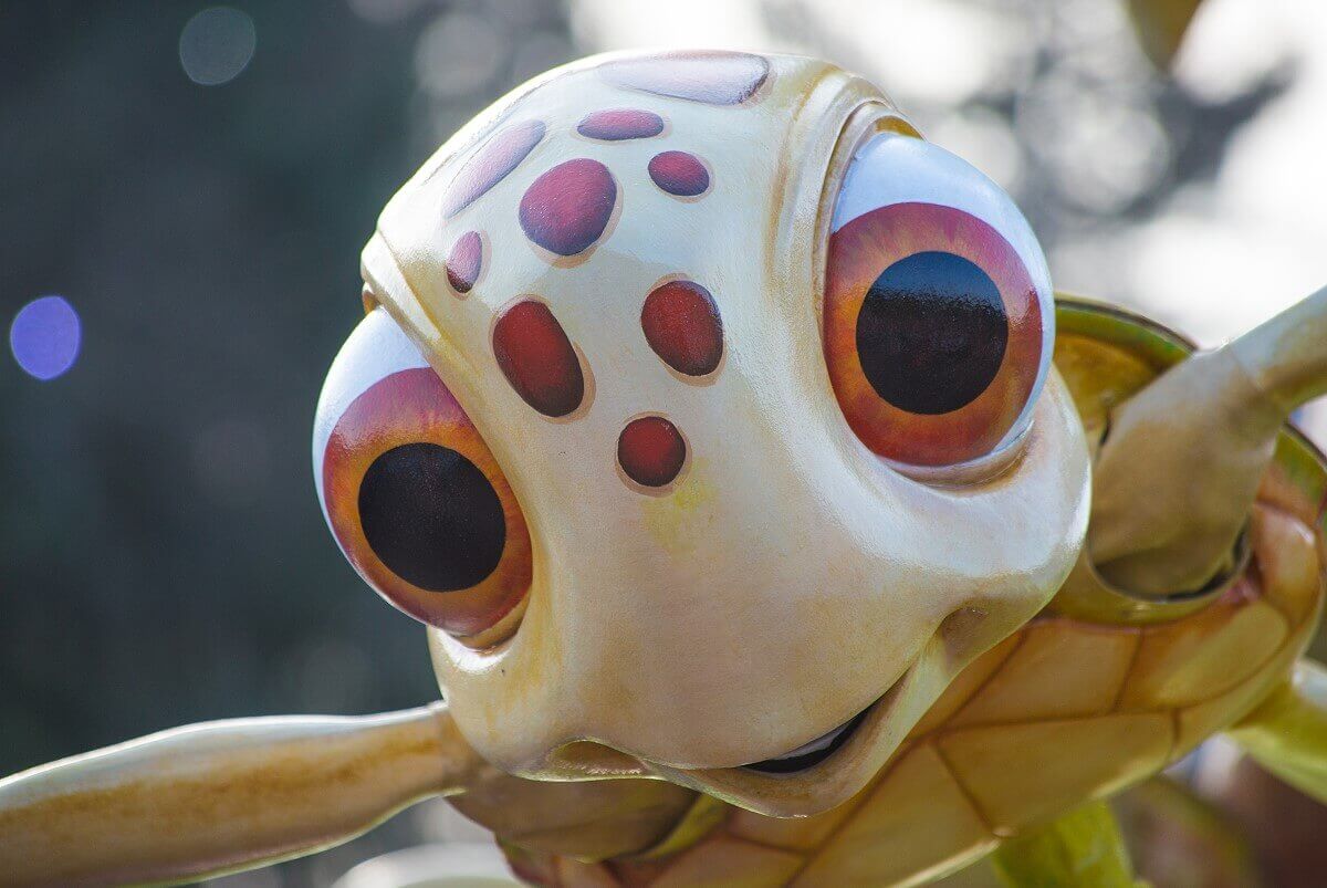 Turtle rascal Close-up of the little turtle Racker from Finding Nemo