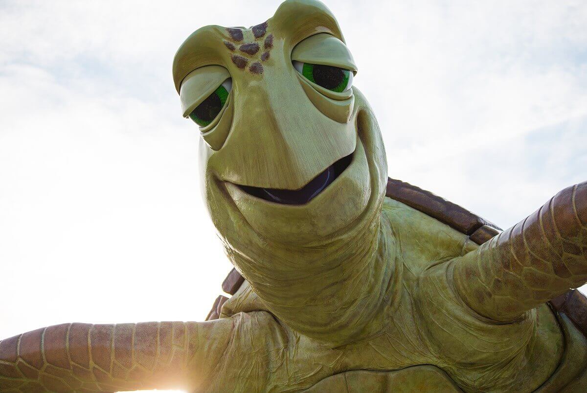 Turtle Crush Close up of Crush the turtle at the parade