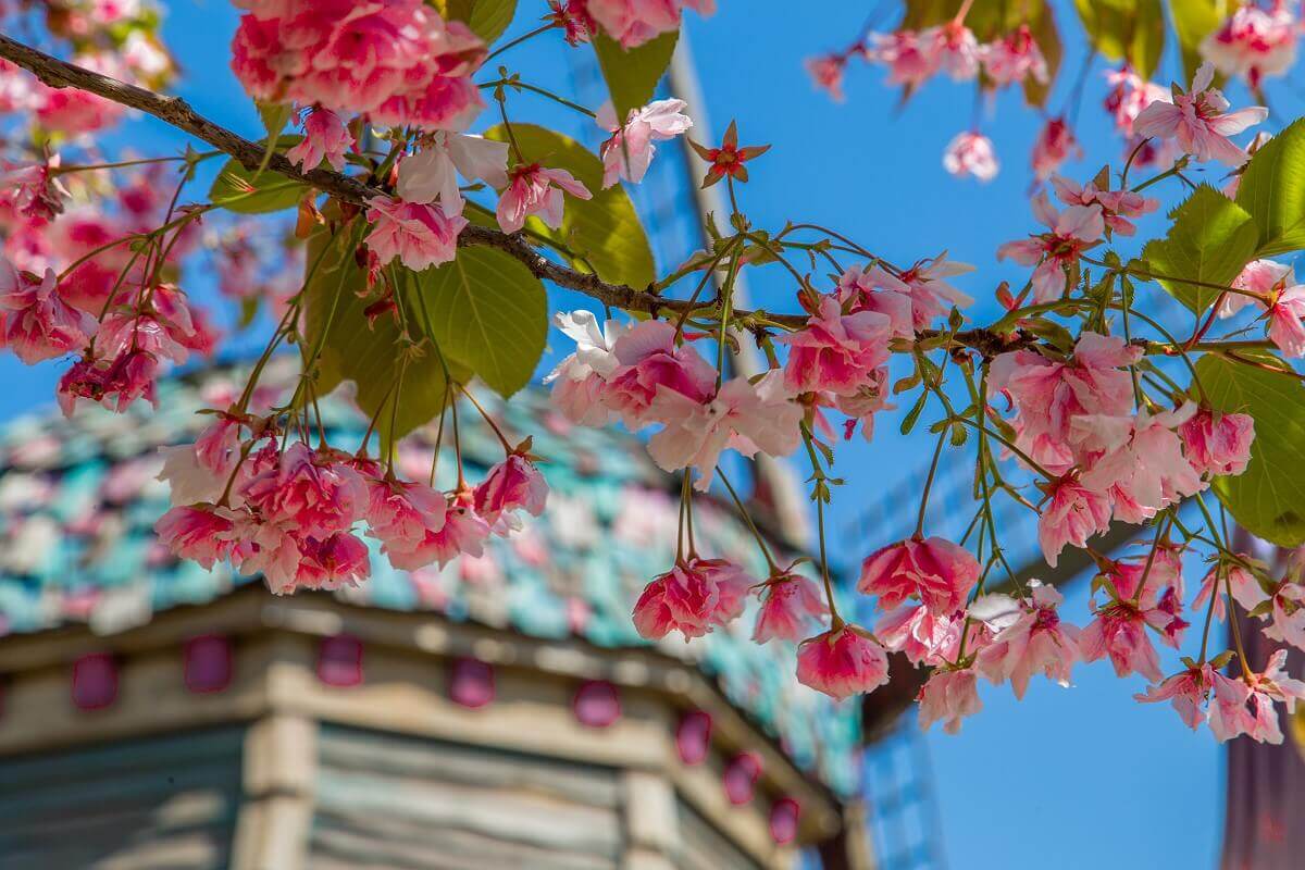 Blossom splendour in Fantasyland View of pink blossoms on a tree in front of the Old Mill
