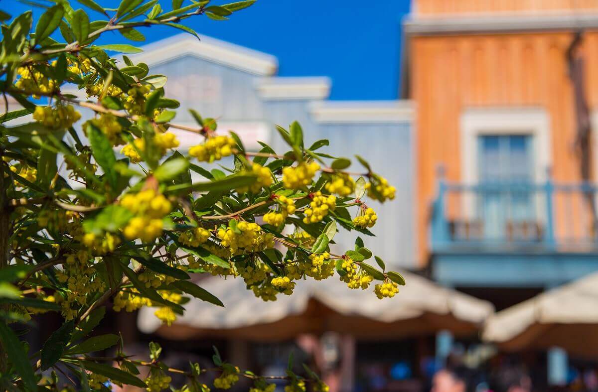Blooming plants in the western town Close-up of a flowering plant in the western town of Thunder Mesa in Frontierland.
