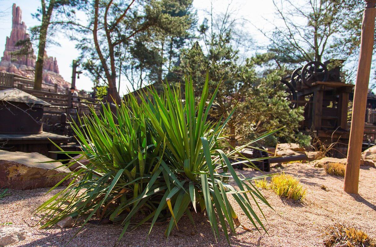Plants in Frontierland View of a large plant on a parched looking ground in Frontierland