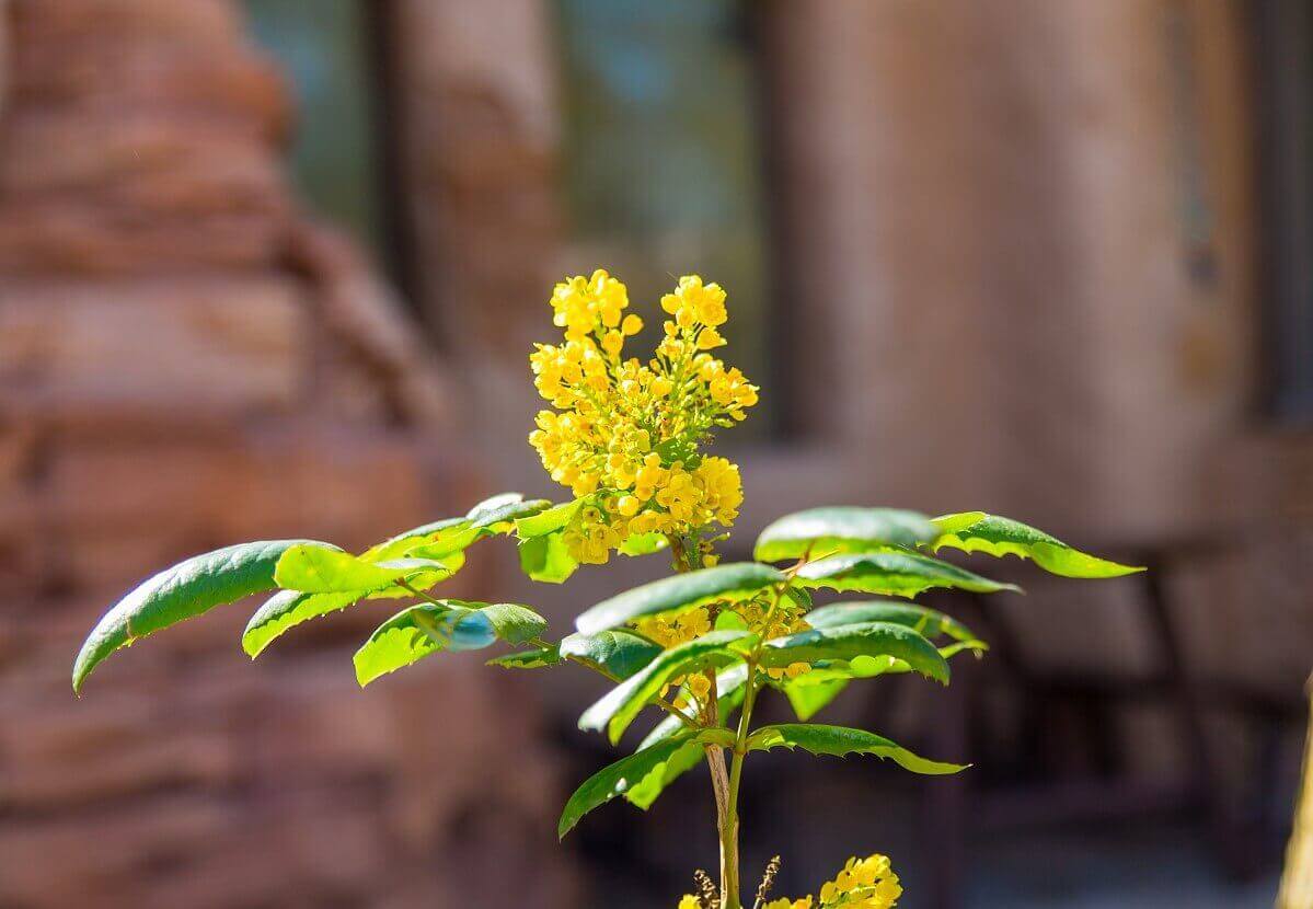 Blue plant A plant with small yellow flowers shines in the sun