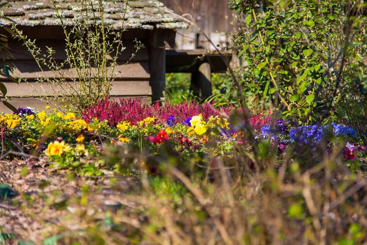 Flowerbed in Frontierland View of a small flower bed with different coloured flowers in Frontierland