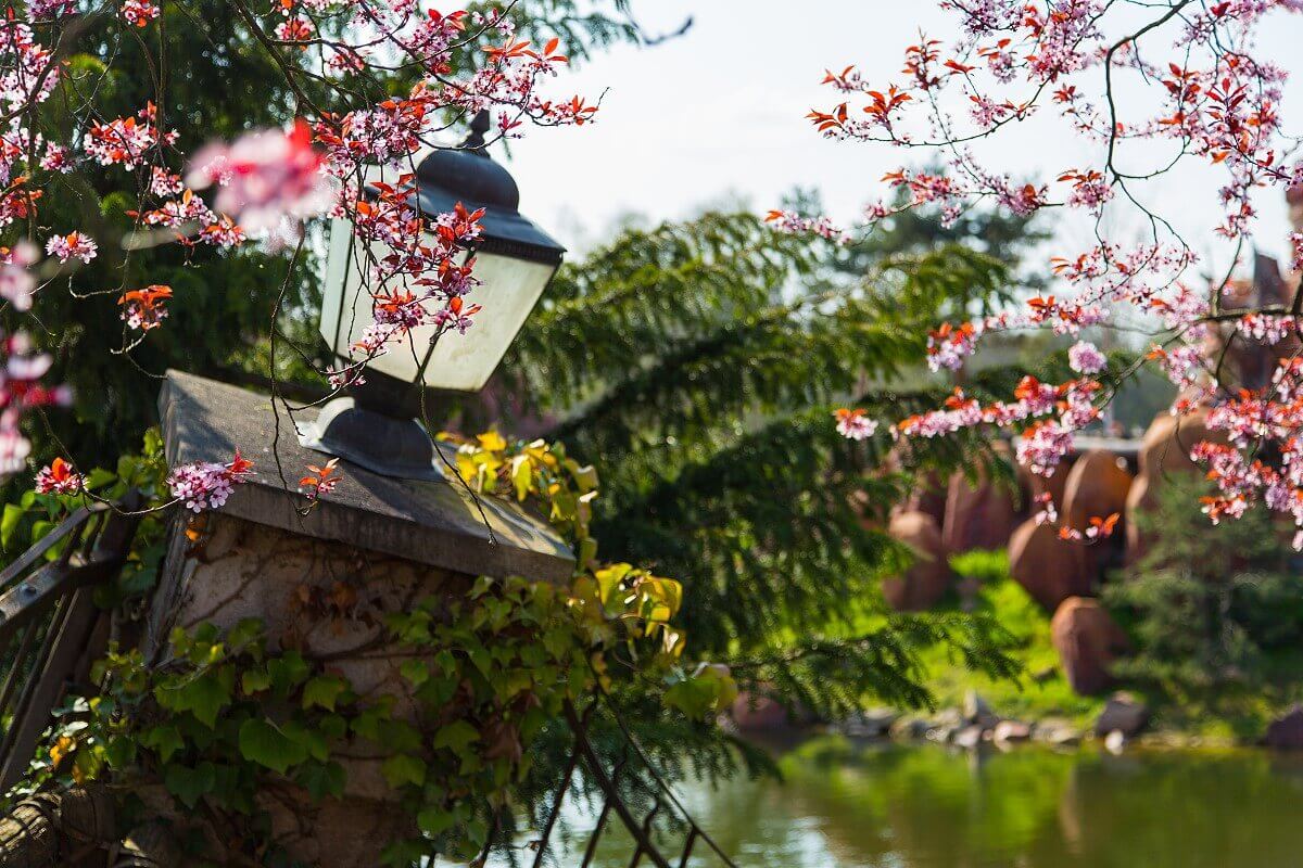 Blue trees at Boot Hill View of some branches with pink flowers and a lantern at Boot Hill