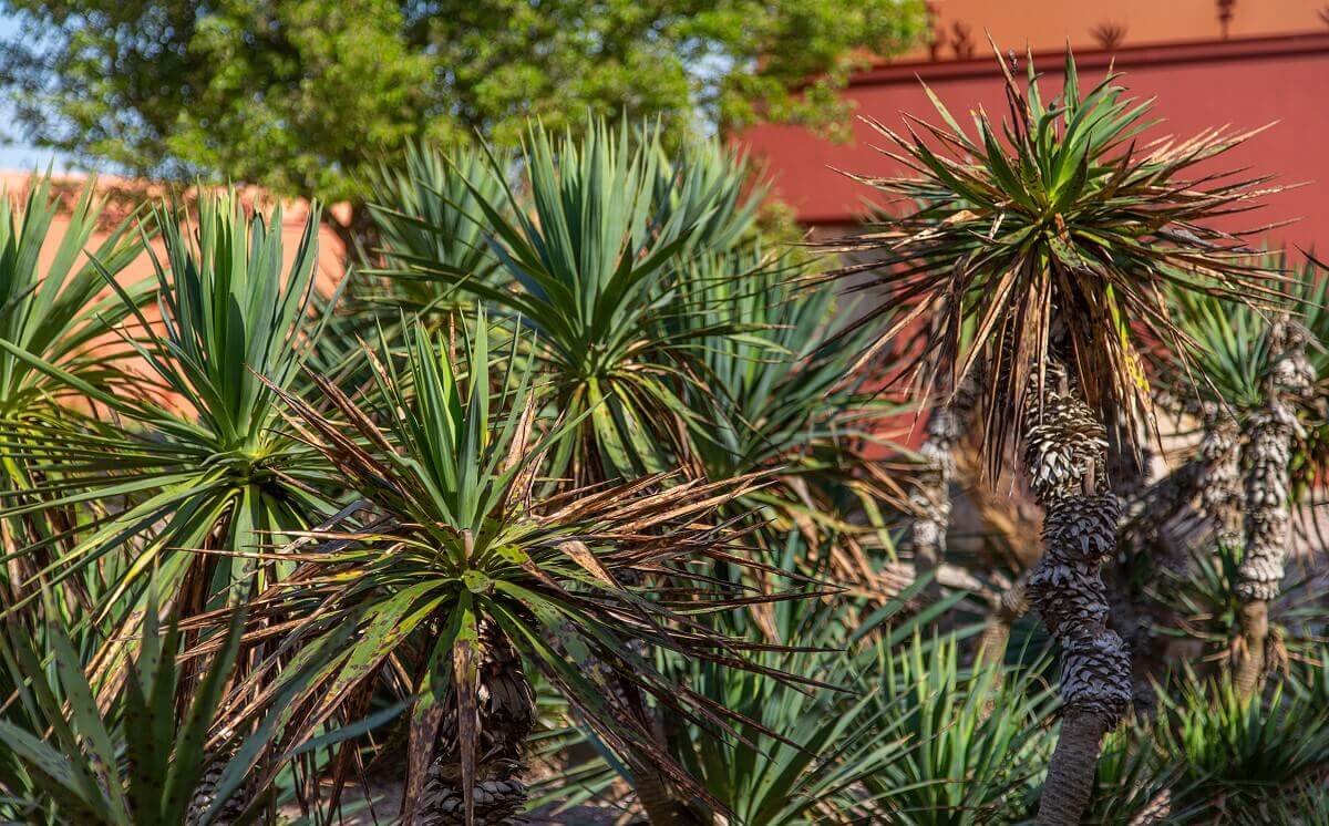 Santa Fe Hotel Building Several cactus palms stand in front of the hotel buildings.