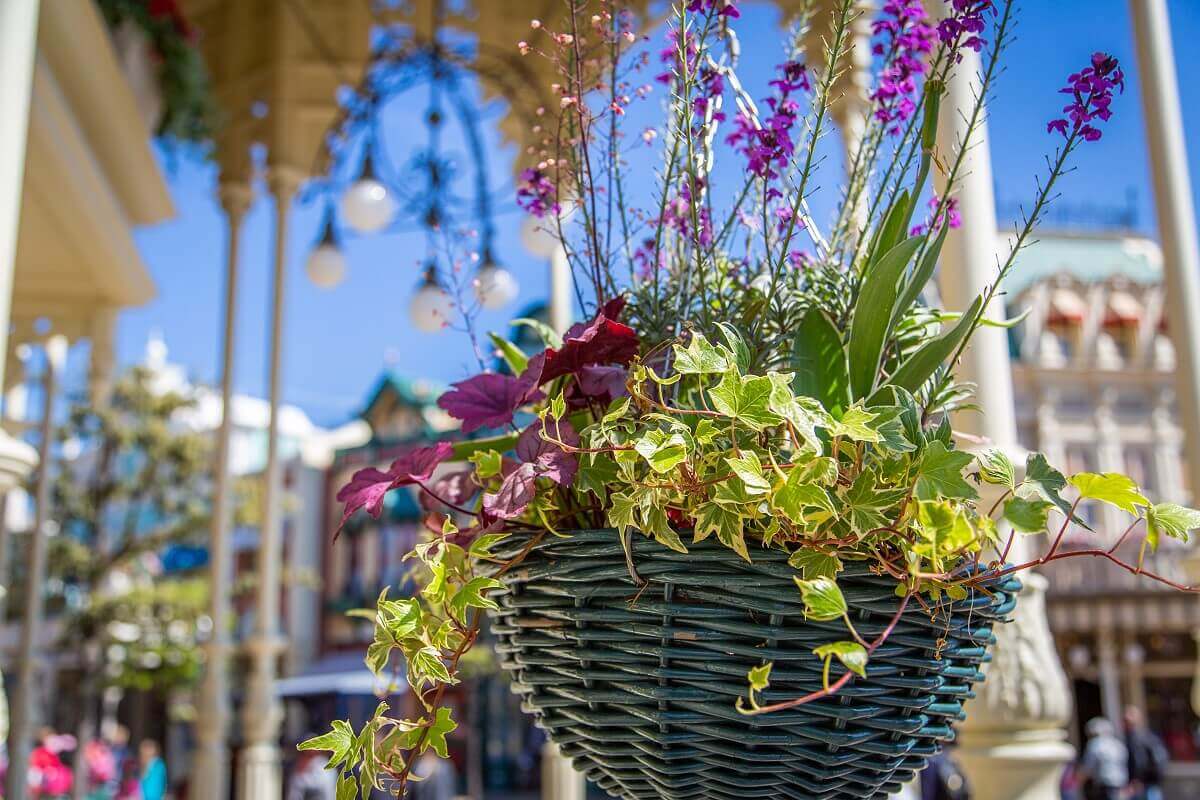 Floral decorations A basket of flowers and other plants hangs outside one of the shops on Main Street, U.S.A.