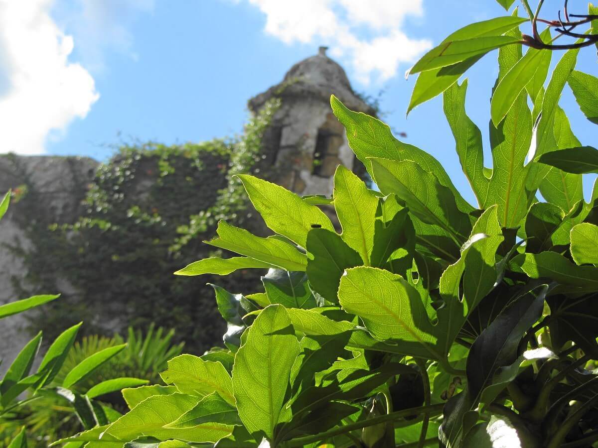 Plant-covered fort passing some plants one looks at parts of the decaying and plant overgrown fort at the Pirates of the Caribbean