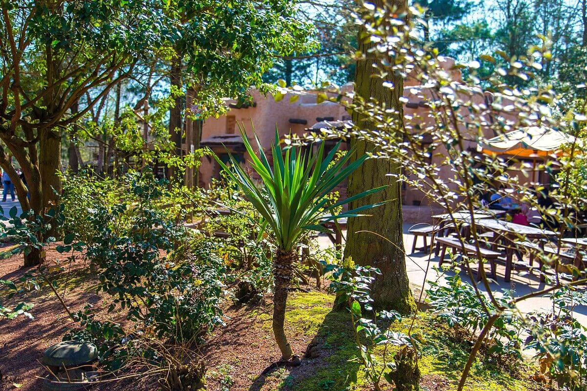 Landscape in Frontierland Several plants in the landscape around the Pueblo Trading Post