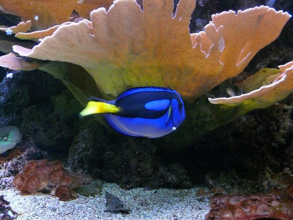 Pallet Doctor Fish Pallet Doctor Fish