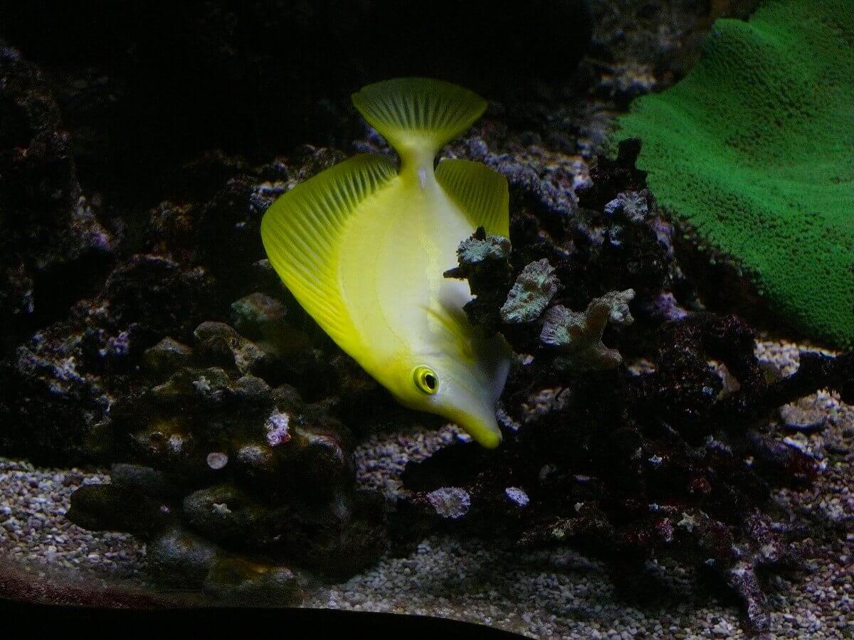 Yellow fish in the aquarium Yellow fish in the aquarium