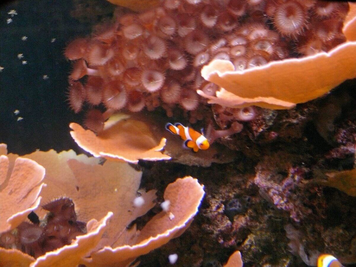 false percula clown Small clownfish between plants