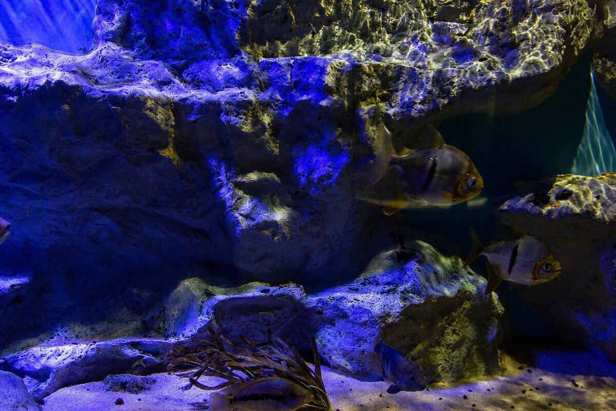 Rocks & Fishes in the Aquarium Rocks & Fishes in the Aquarium