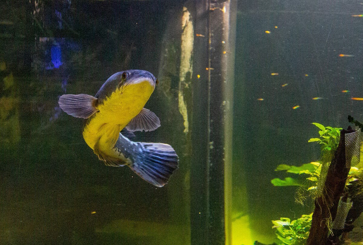 Yellow-grey fish Yellow-grey fish