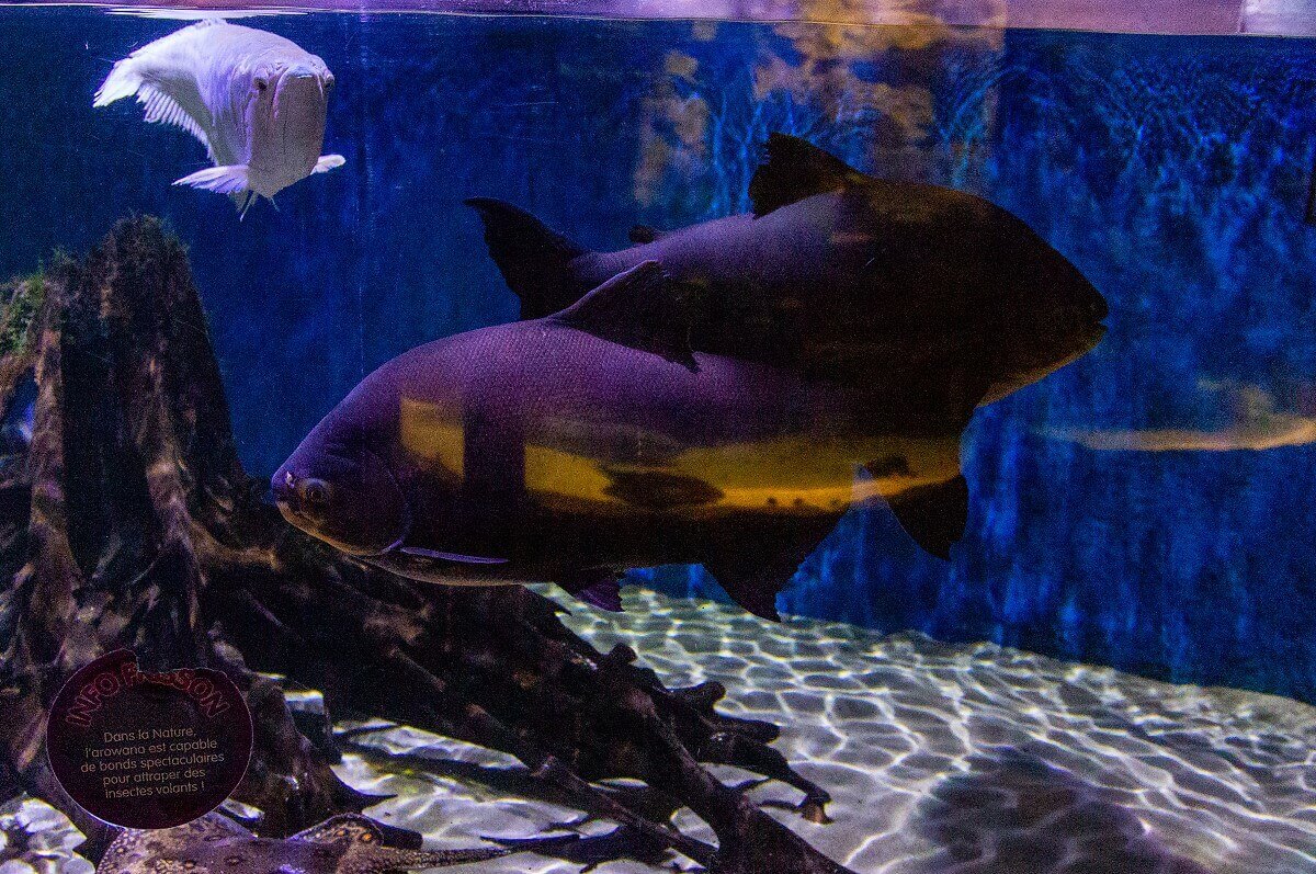 Various blue and white fish Various blue and white fish