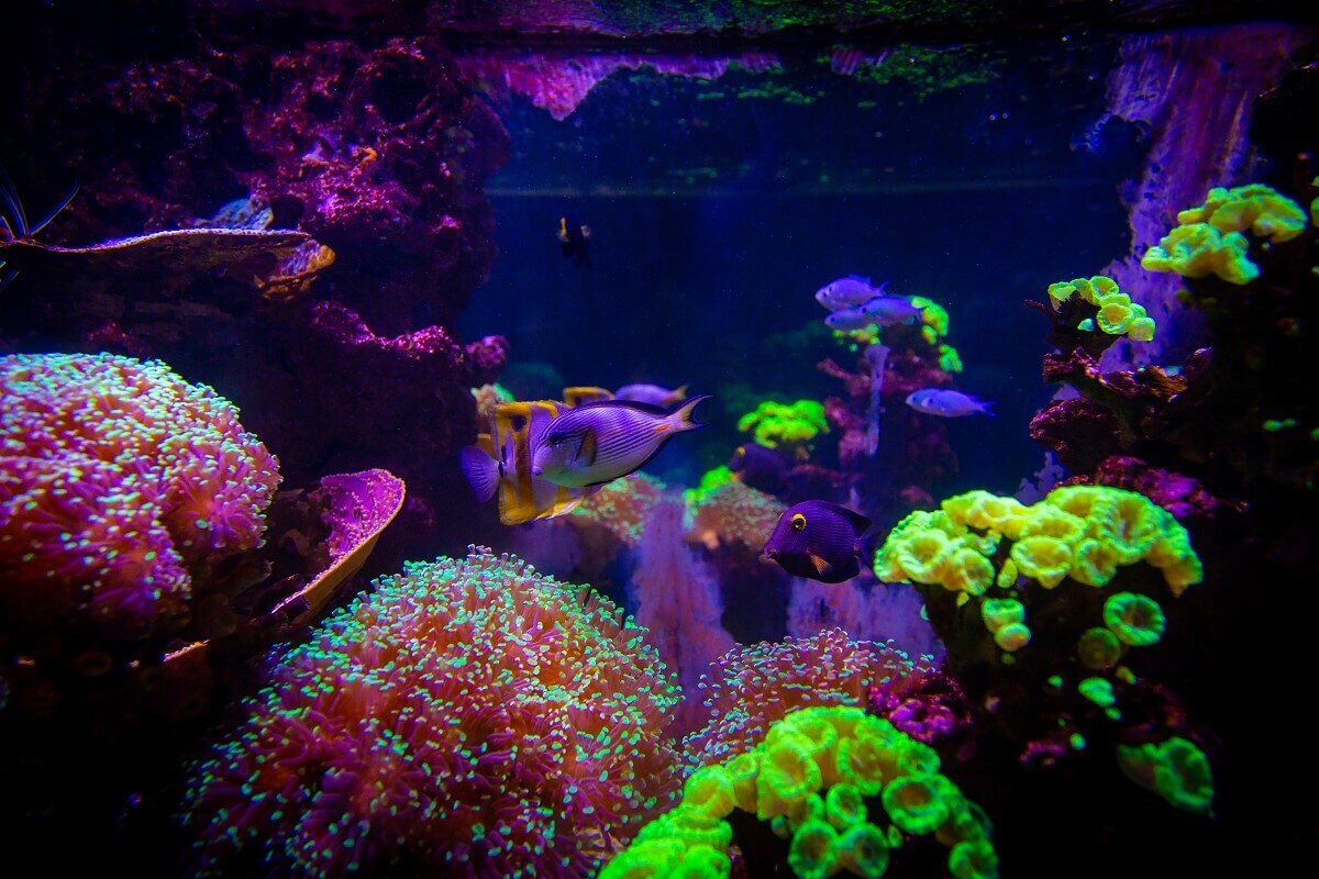 Small fish among a variety of colorful marine plants Small fish among a variety of colorful marine plants