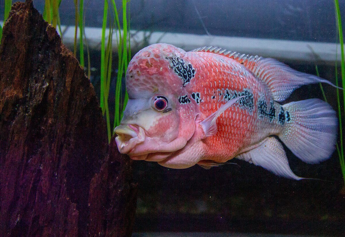 Humphead Parrotfish Humphead Parrotfish