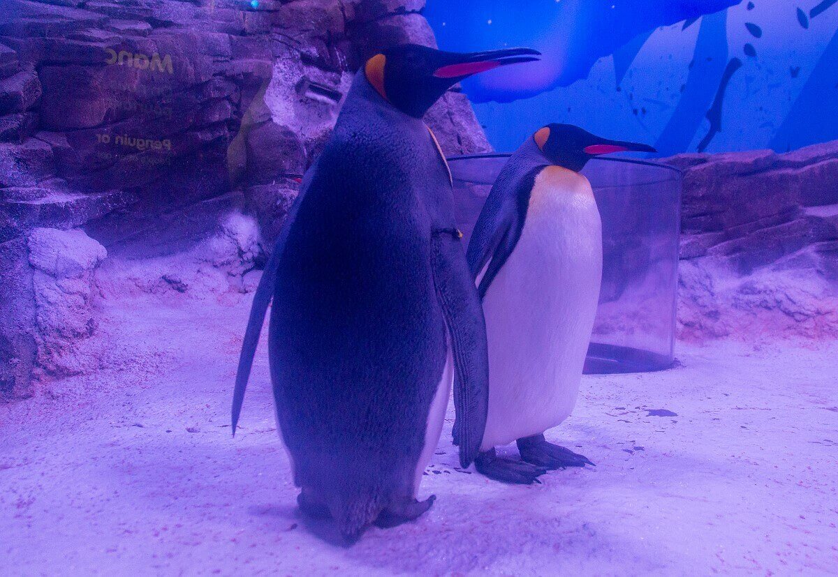 Penguins Two penguins at Sea Life Val d'Europe