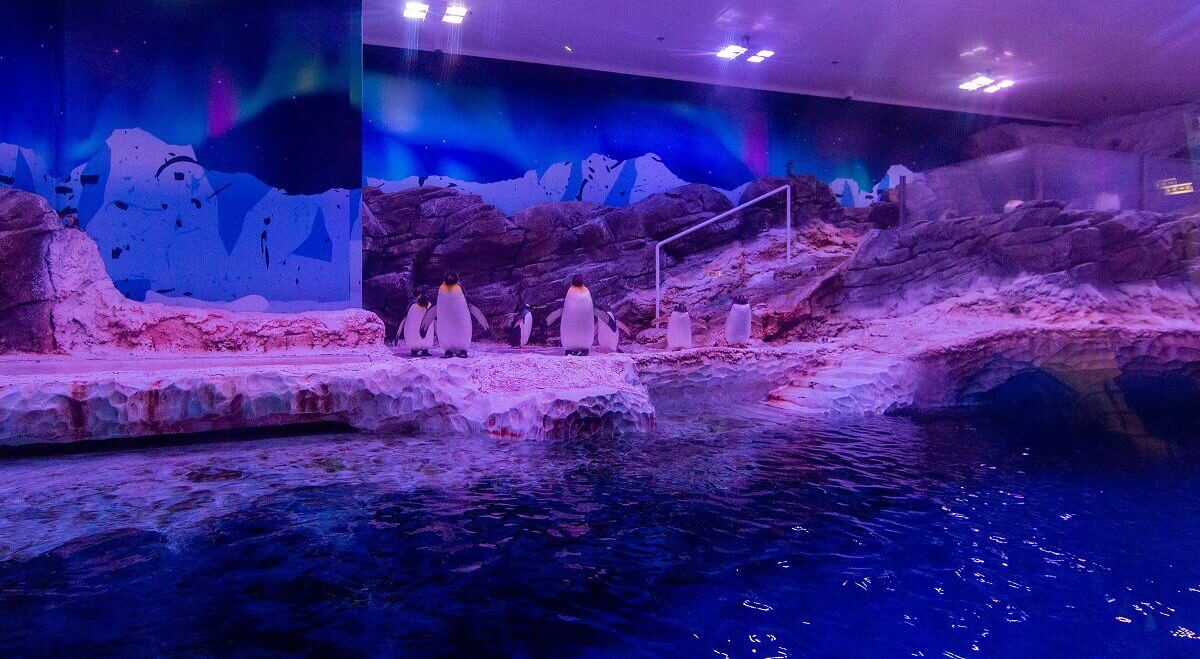 A flock of penguins A flock of penguins on a rock, in the foreground a large pool of water