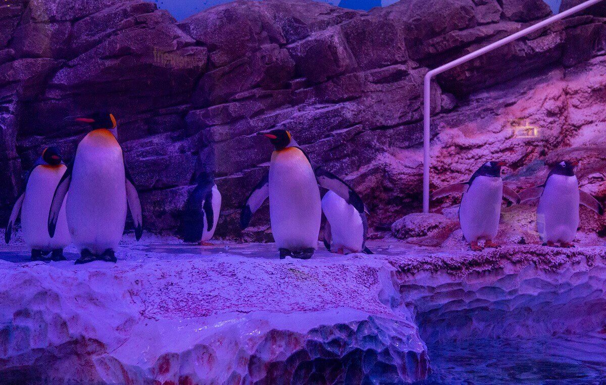 Numerous penguins Numerous penguins, two of them are ready to jump into the water