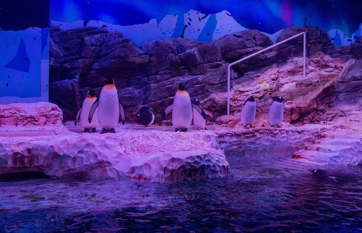 Overview of a group of penguins Overview of a group of penguins