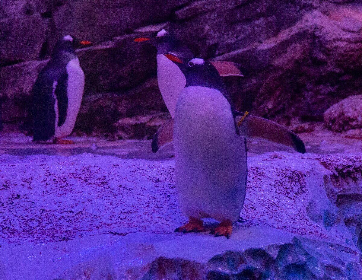 Close up of a single penguin Close up of a single penguin
