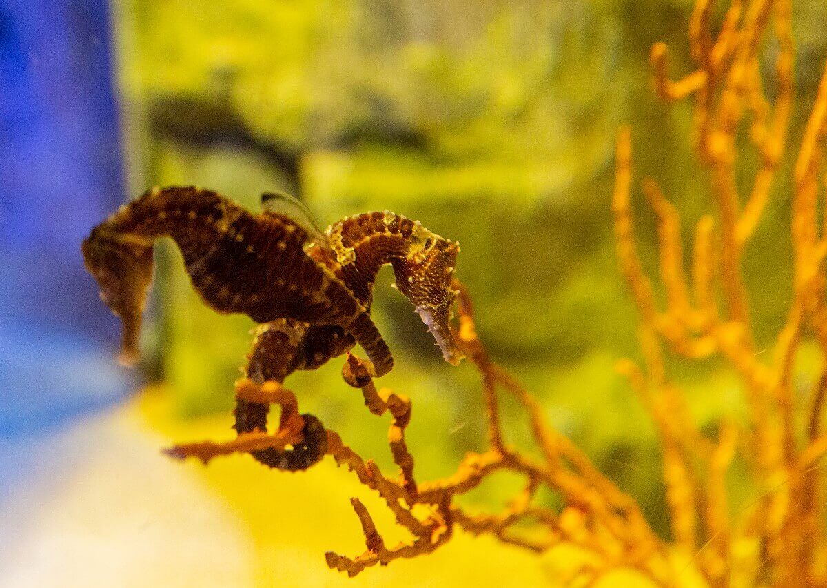 Seahorse Two seahorses in the aquarium