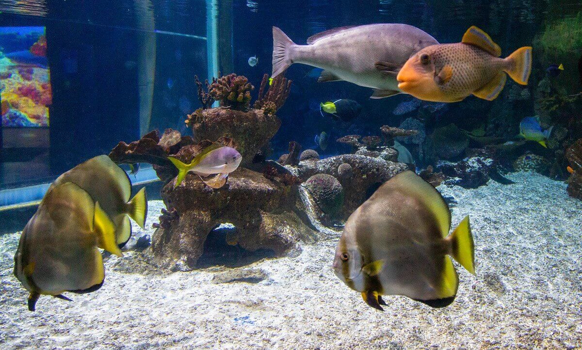 Many different fish in one tank Many different fish in one tank