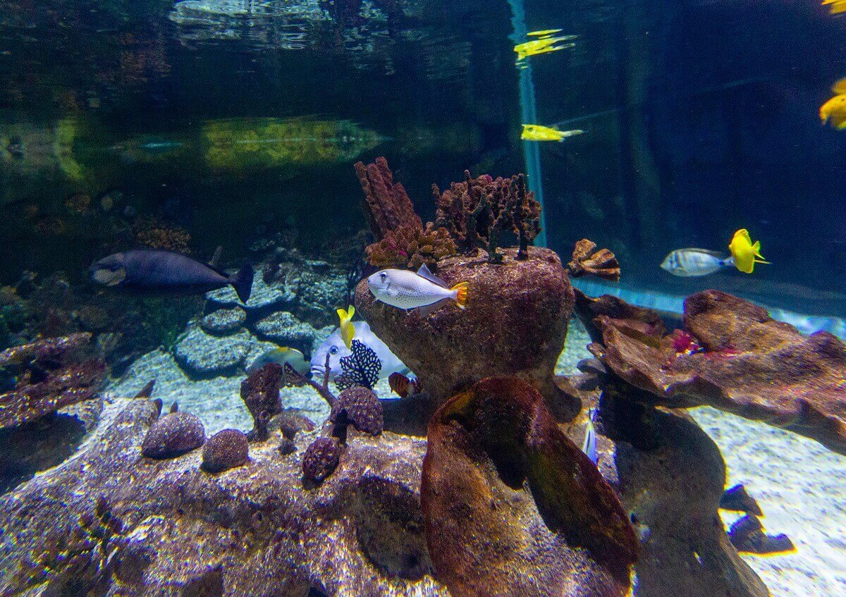 Diverse fish, rock formations and plants Diverse fish, rock formations and plants