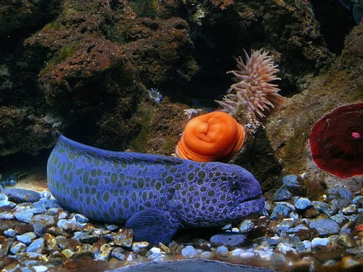 Purple fish and anemone Purple fish and anemone