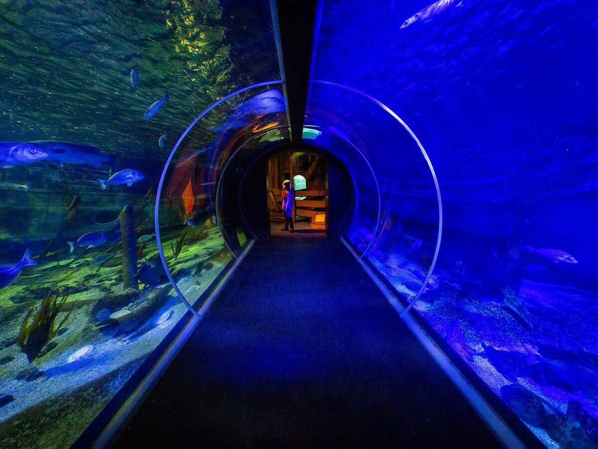 Glass tube under the shark tank Glass tube under the shark tank