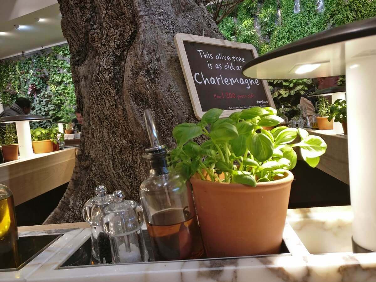 Seating around the olive tree Seating around the olive tree, on the counter is a tray with salt, pepper, olive oil and basil shrub
